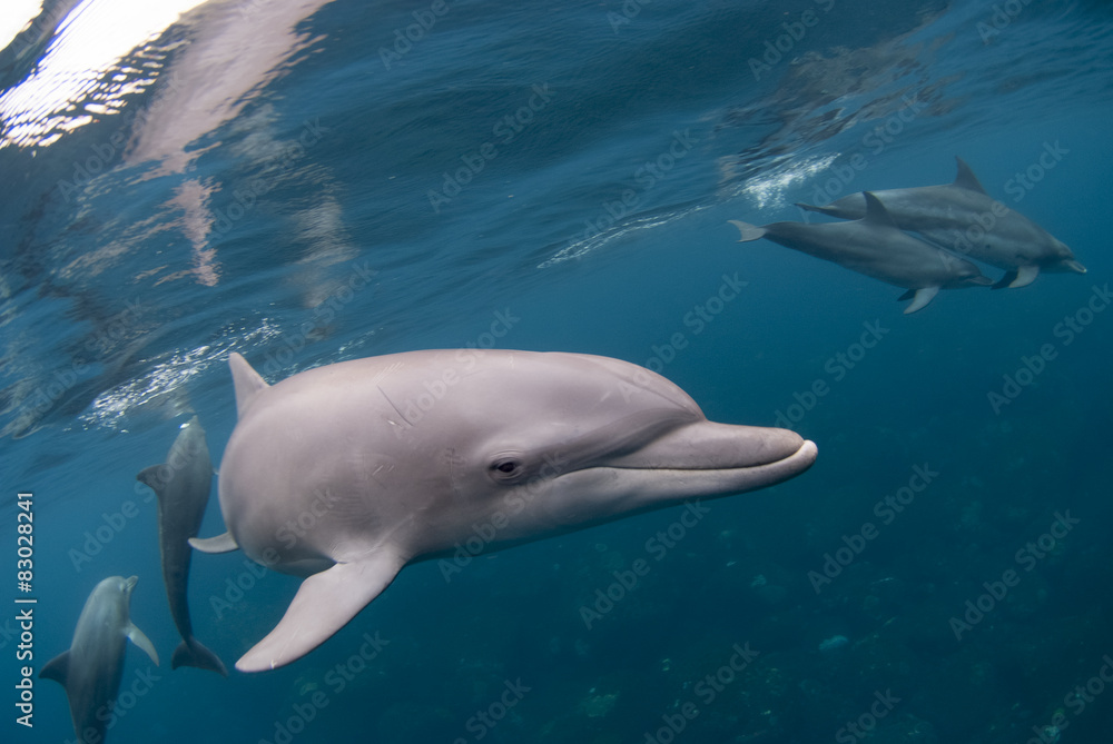 Fototapeta premium 海中を泳ぐイルカ