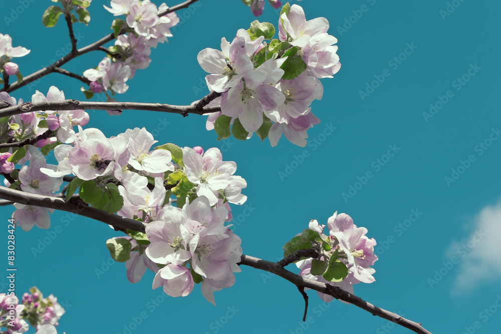 Springtime apple blossoms on blue sky as background.