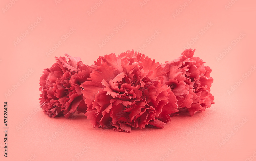 Three flower, red carnations on red background. Three flower, red carnations on red background.
