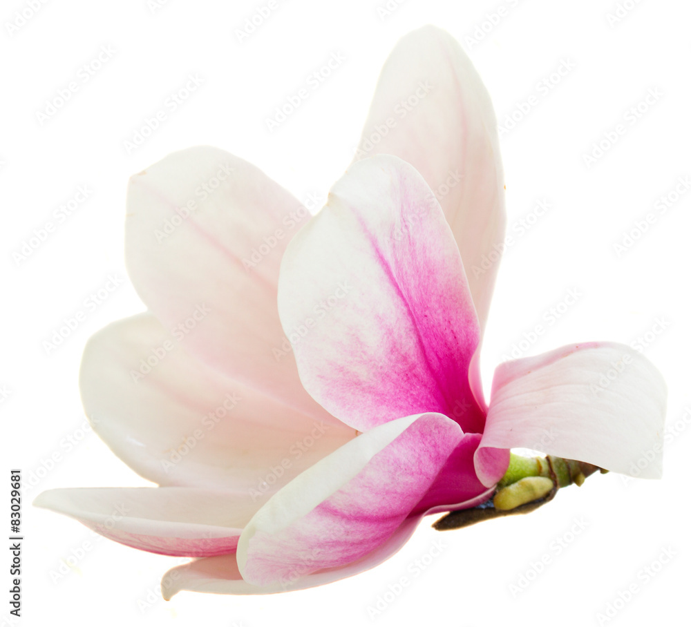 Fototapeta premium Blossoming pink magnolia Flowers