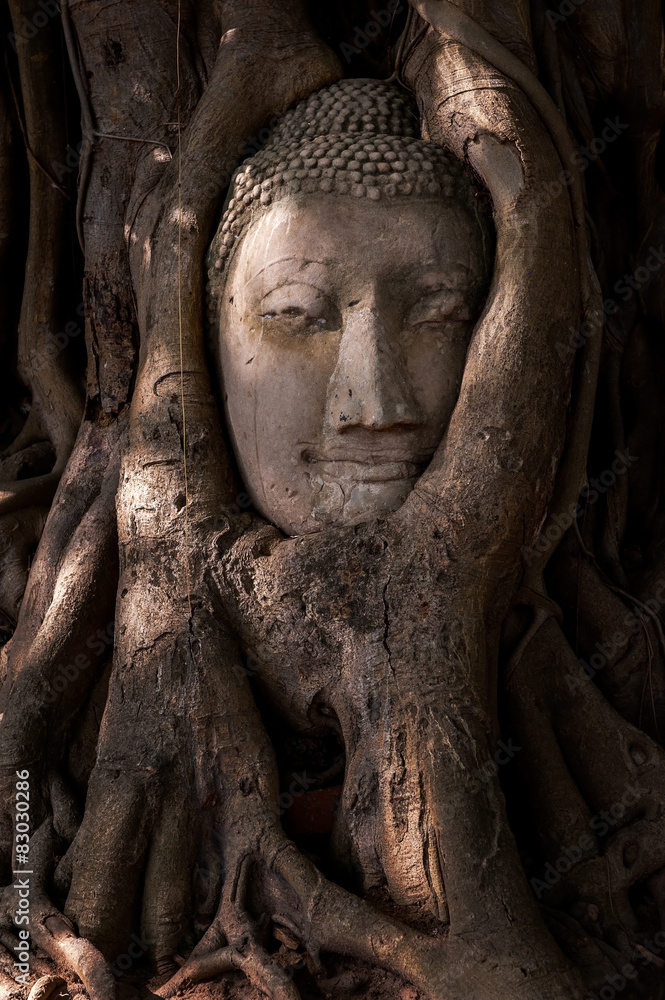 Buddha's head in tree roots