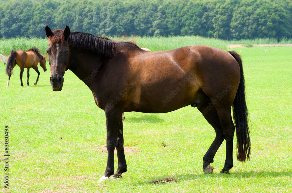 Horse in meadow Horse in meadow