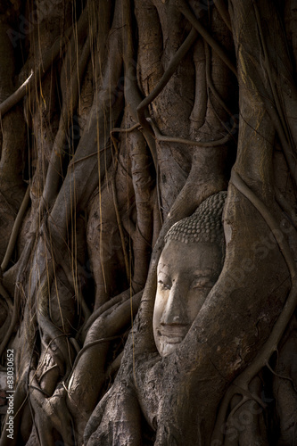 Buddha s head in tree roots