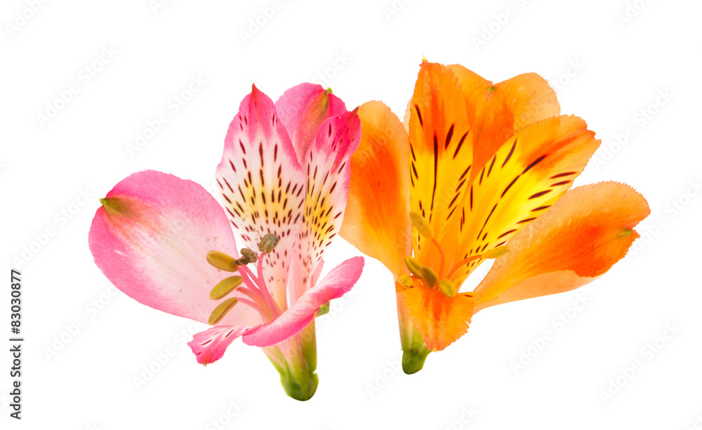 Alstroemeria Alstroemeria