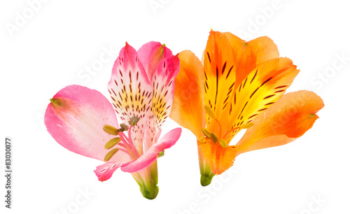 Alstroemeria