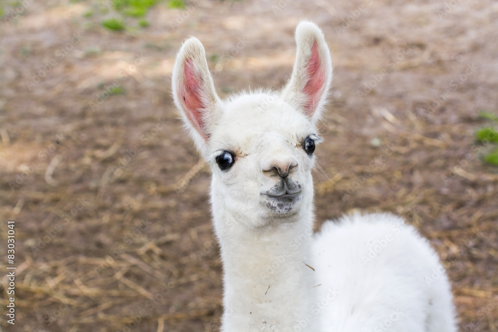 Obraz premium Llama (Lama glama) baby