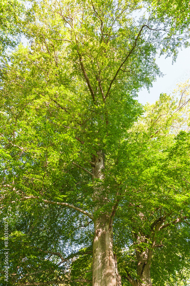 Treetops in spring forest Treetops in spring forest