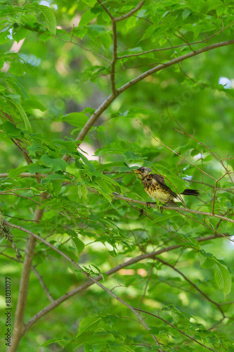 Fieldfare on a branch