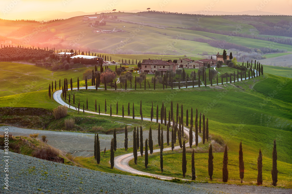 twisted road with cypresses in the sunset in Tuscany