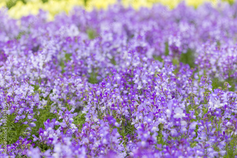 Naklejka premium Pole kwiatów Linaria