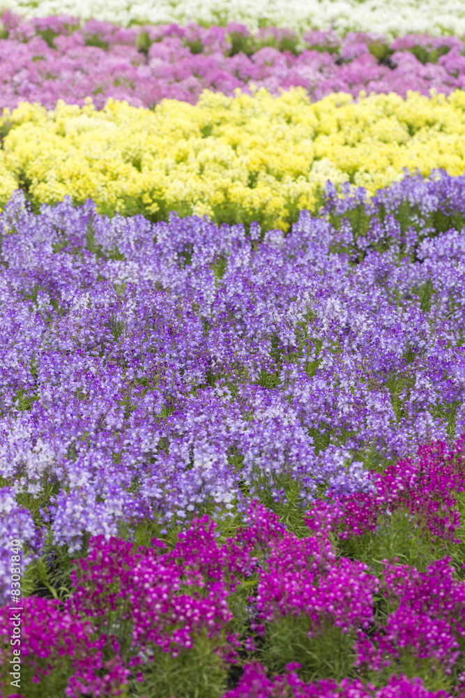 Obraz premium リナリアの花畑