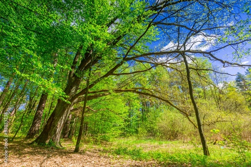 Green springtime forest