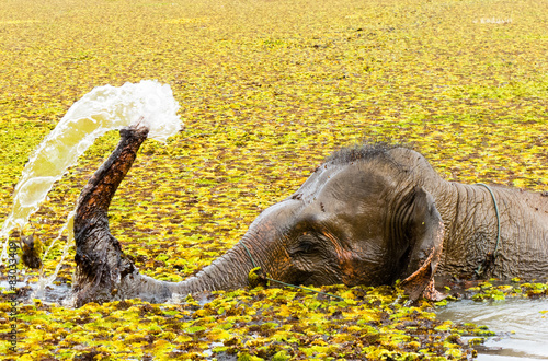 Elephant bathing