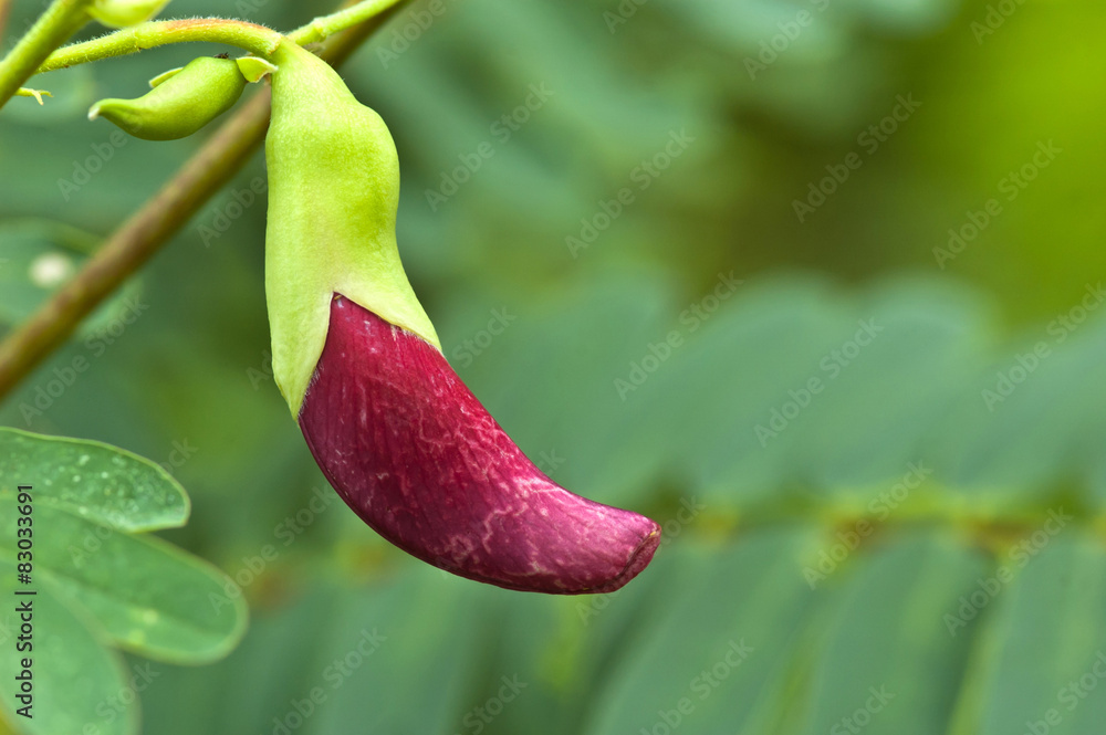 Vegetable Humming Bird Sesban Agasta on tree