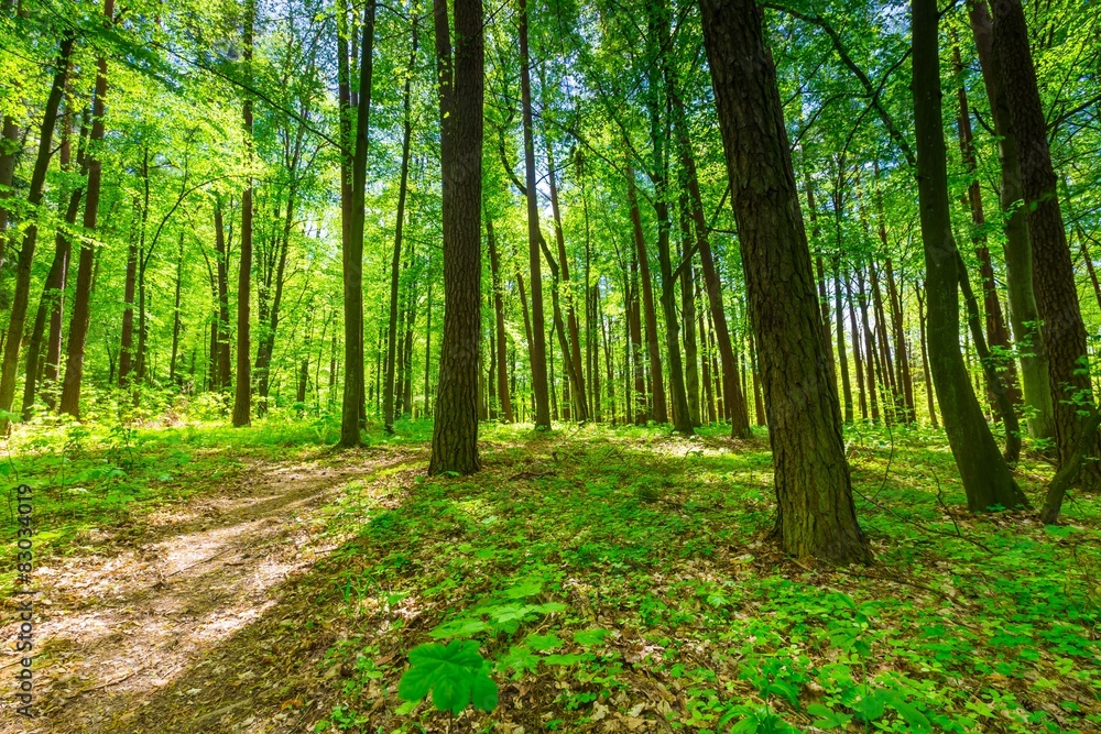 Green springtime forest