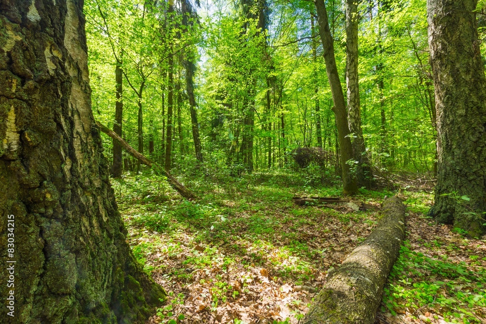 Fototapeta premium Green springtime forest