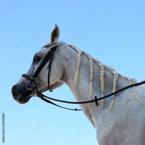 Fototapeta Naklejka Na Ścianę i Meble -  Horse on blue sky