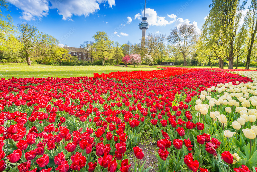 Tulips field in Rotetrdam
