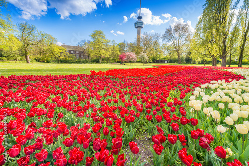 Fototapeta Naklejka Na Ścianę i Meble -  Tulips field in Rotetrdam