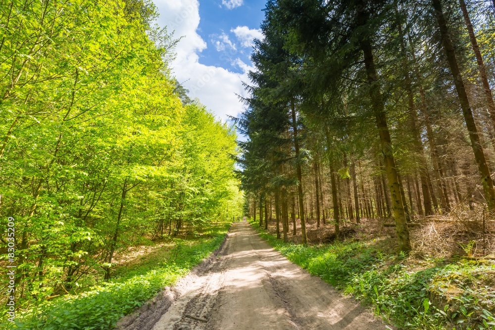 Naklejka premium Green springtime forest