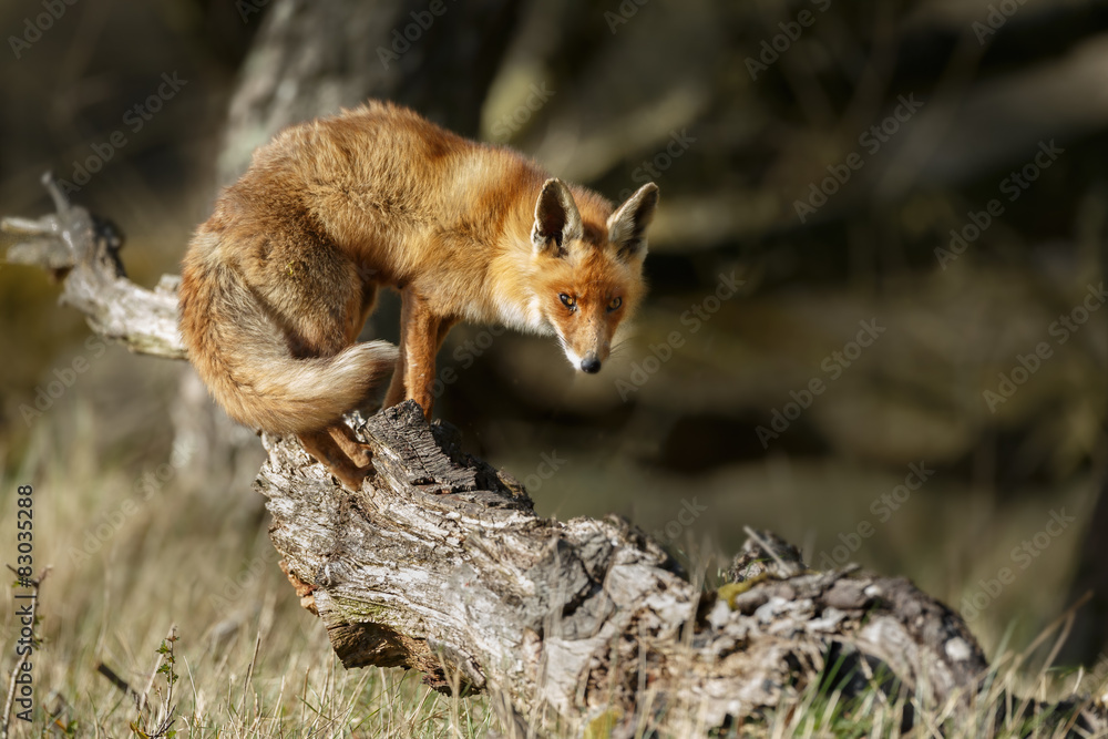 Red fox standing on a fallen tree Red fox standing on a fallen tree