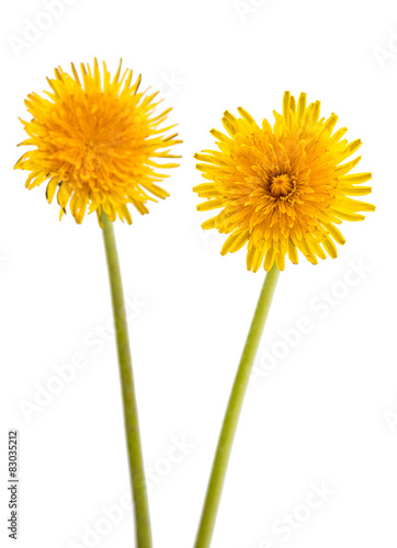 Fototapeta Naklejka Na Ścianę i Meble -  dandelion