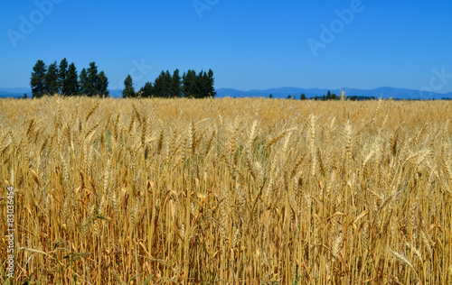 Wheat fields with blue sky, mountains and trees background.