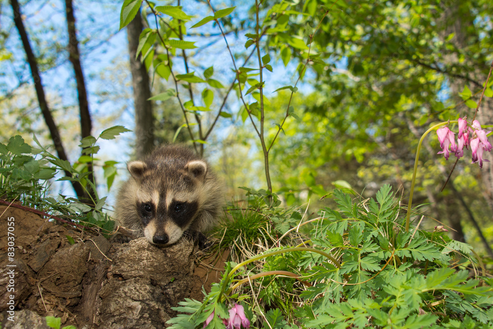 Naklejka premium Baby Raccoon