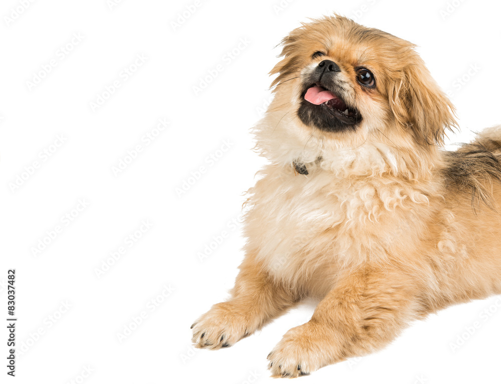 Pekingese portrait