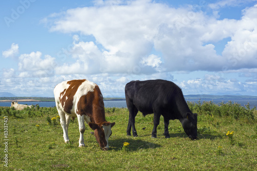 cattle feeding near cliffs on the wild atlantic way