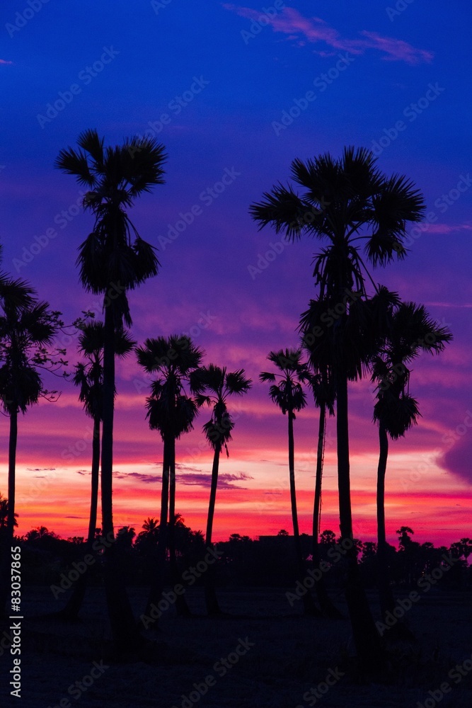 Obraz premium silhouette sunset sugar palm tree