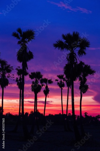 silhouette sunset sugar palm tree
