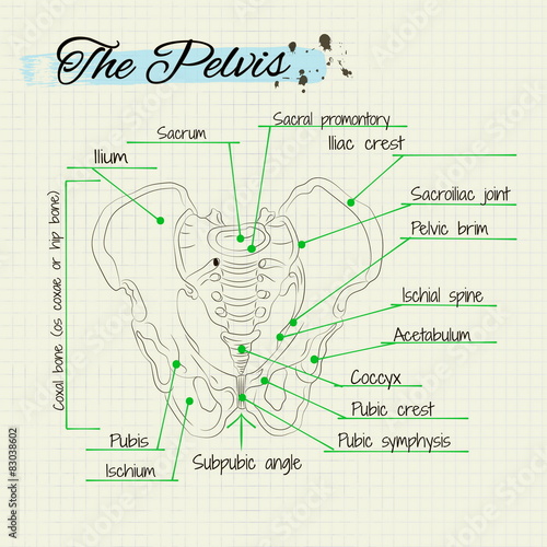 bones of the human pelvis