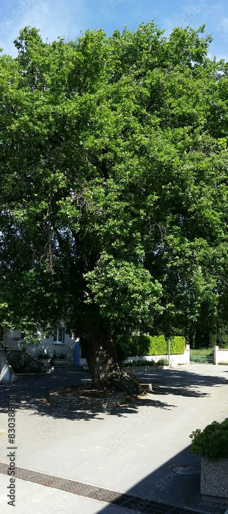 Fototapeta premium Grand chêne