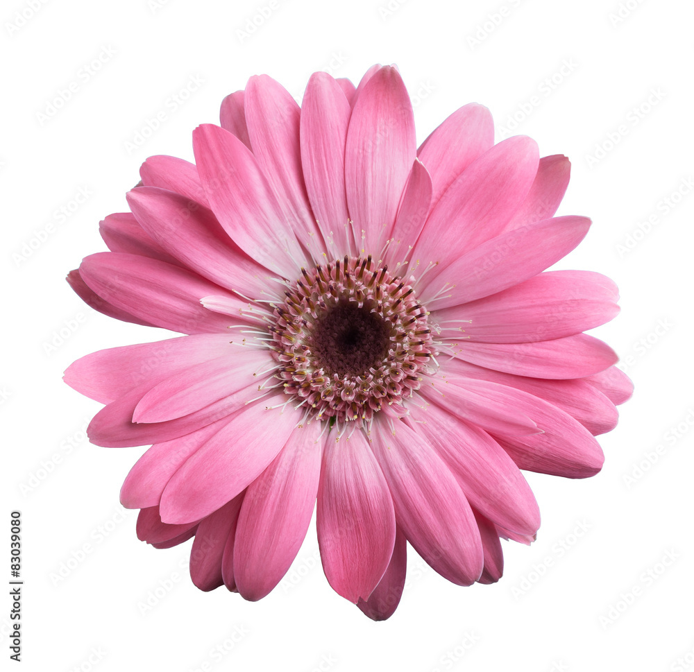 Pink gerbera