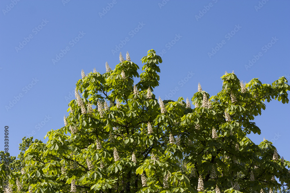 Flower spring blossoming chestnut tree flowers photo Flower spring blossoming chestnut tree flowers photo