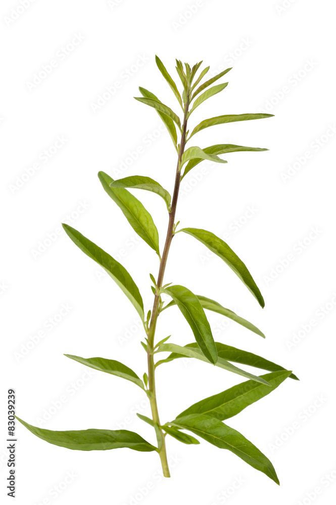 Fototapeta premium Aloysia polystachya