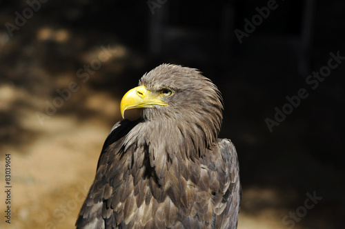 Sea Eagle photo