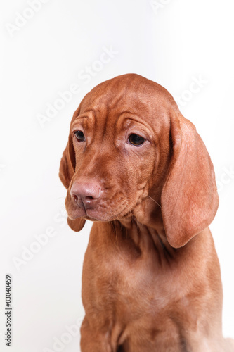  Dog Hungarian Vizsla pointer © Anna Averianova