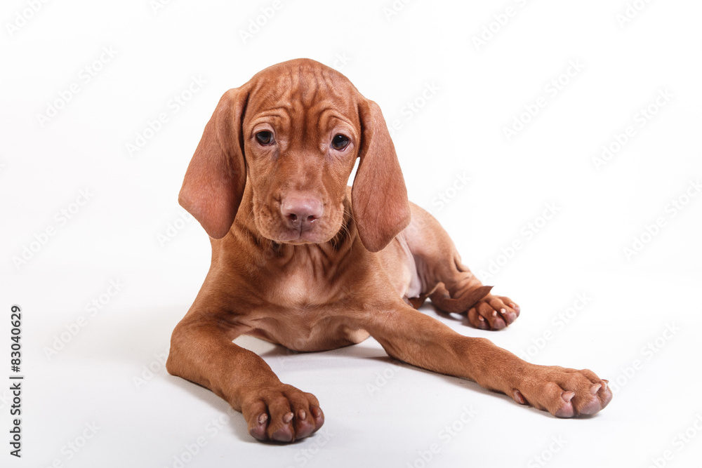 Dog Hungarian Vizsla pointer Dog Hungarian Vizsla pointer