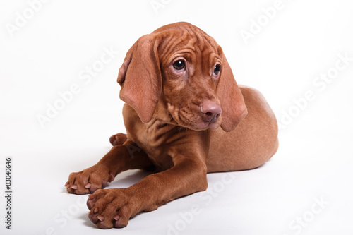 Foto Dog Hungarian Vizsla pointer