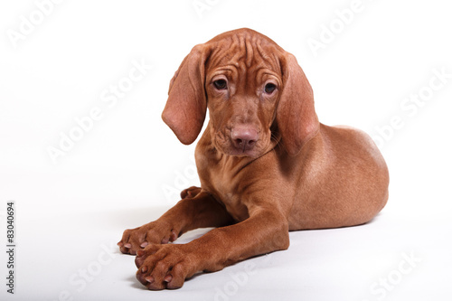  Dog Hungarian Vizsla pointer