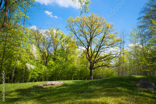 Fototapeta Naklejka Na Ścianę i Meble -  Spreading oak in the park