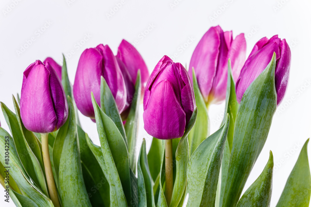 Tulpen Tulpen