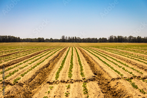 Fresh sprouts in a vast field i under the bright sky. 