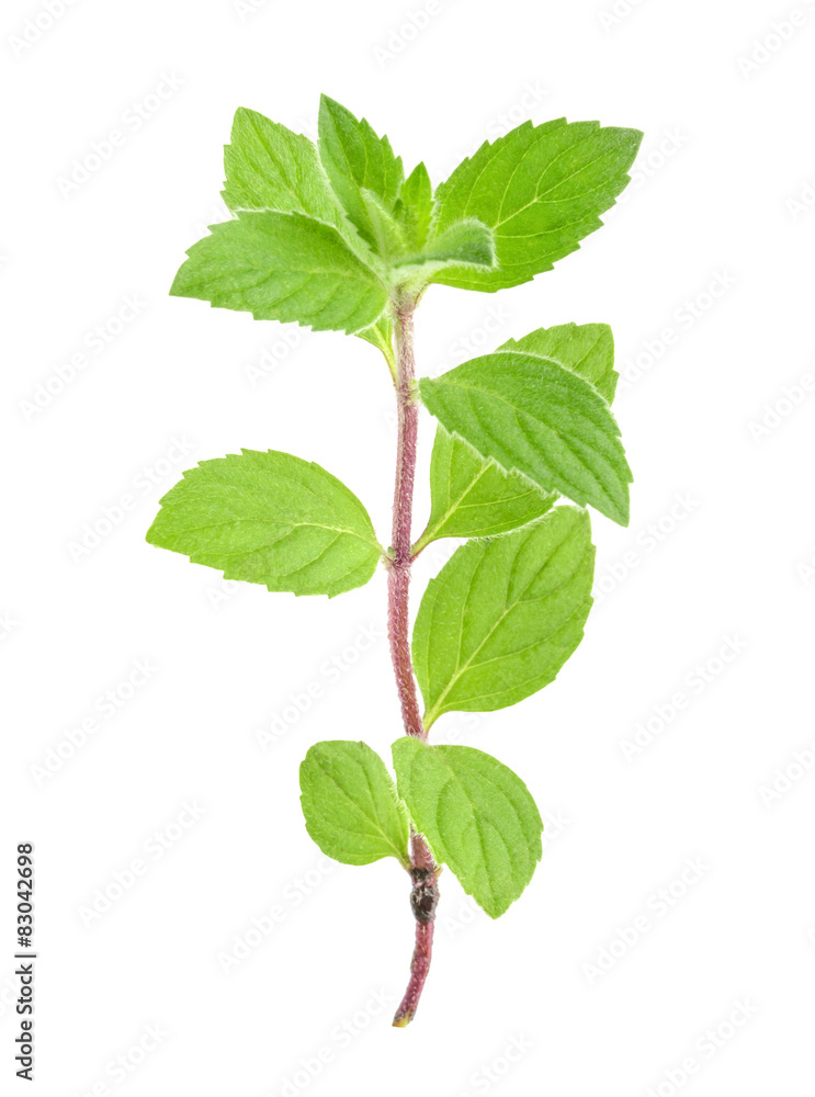 mint melissa leaves isolated