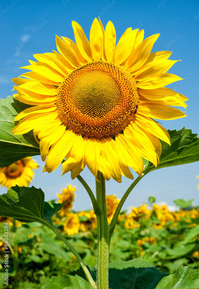 big sunflower in the field, spring landscape