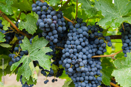 Closeup to Red Wine Vineyard Grapes