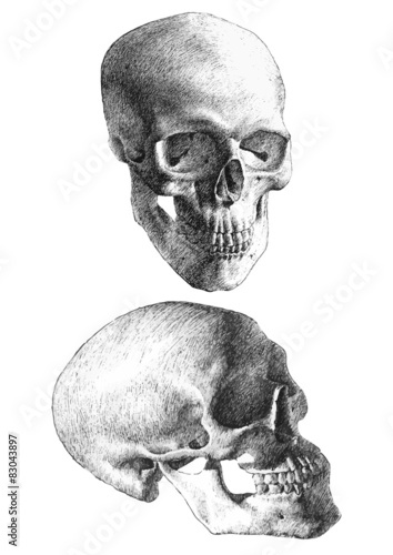 illustration with two anatomical skulls