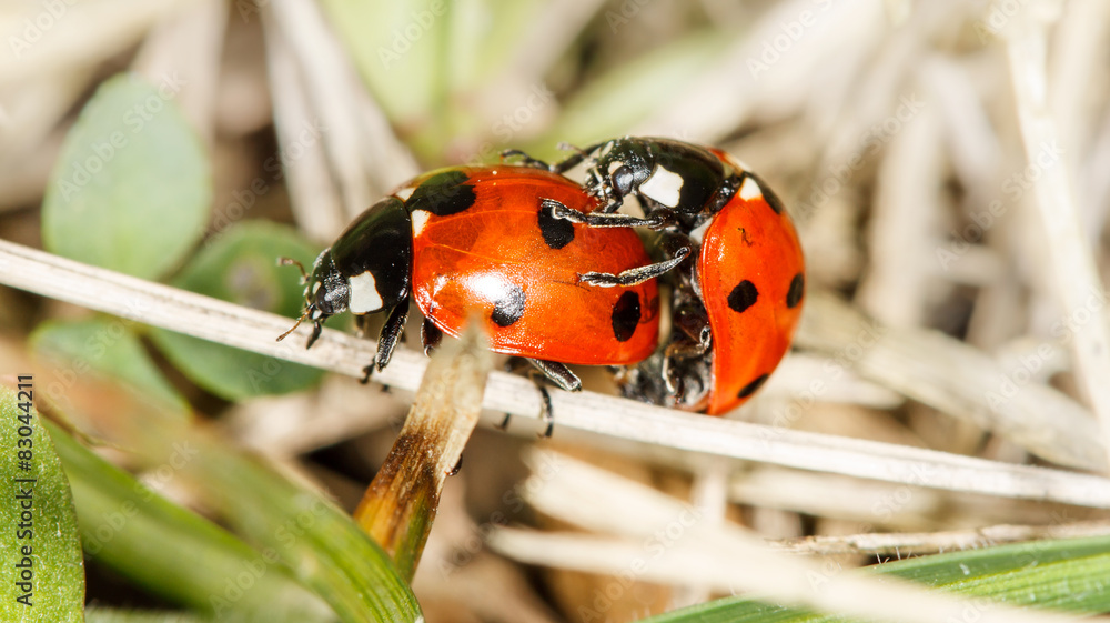 Obraz premium ladybird insects pair mating